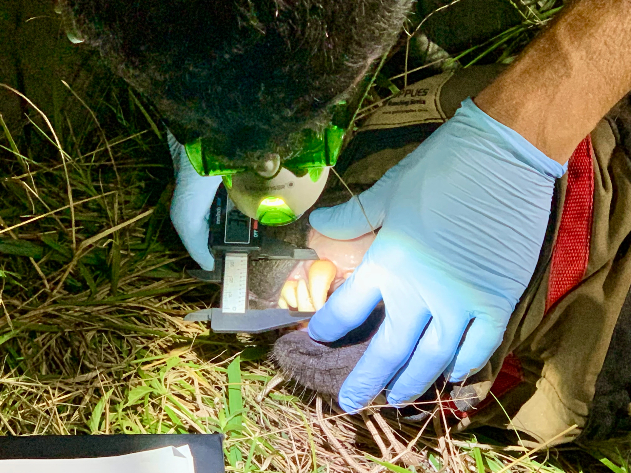 Axel measuring Hyena teeth